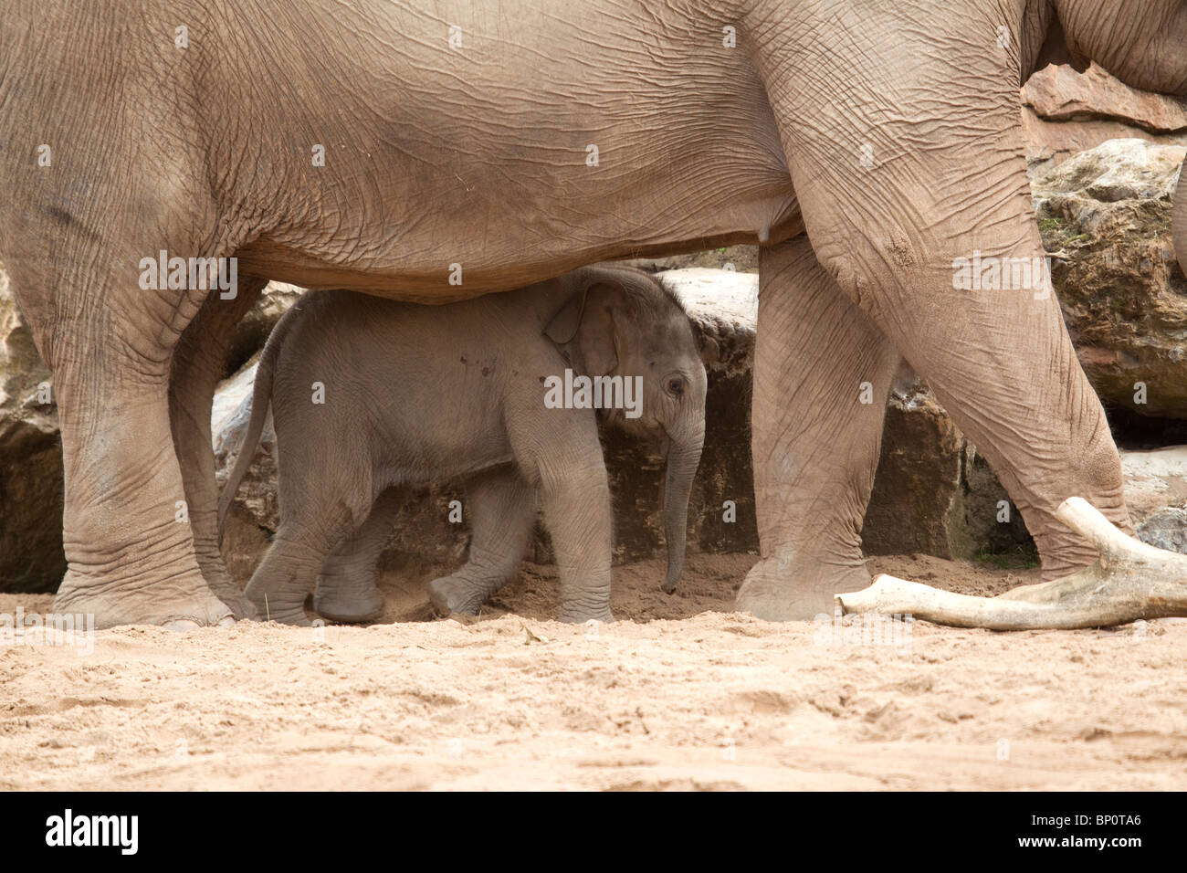 Neu geboren männlichen Asiatischer Elefant (Elephas Maximus) Kalb weniger als einen Monat alt mit seiner Mutter (Gefangenschaft) Stockfoto