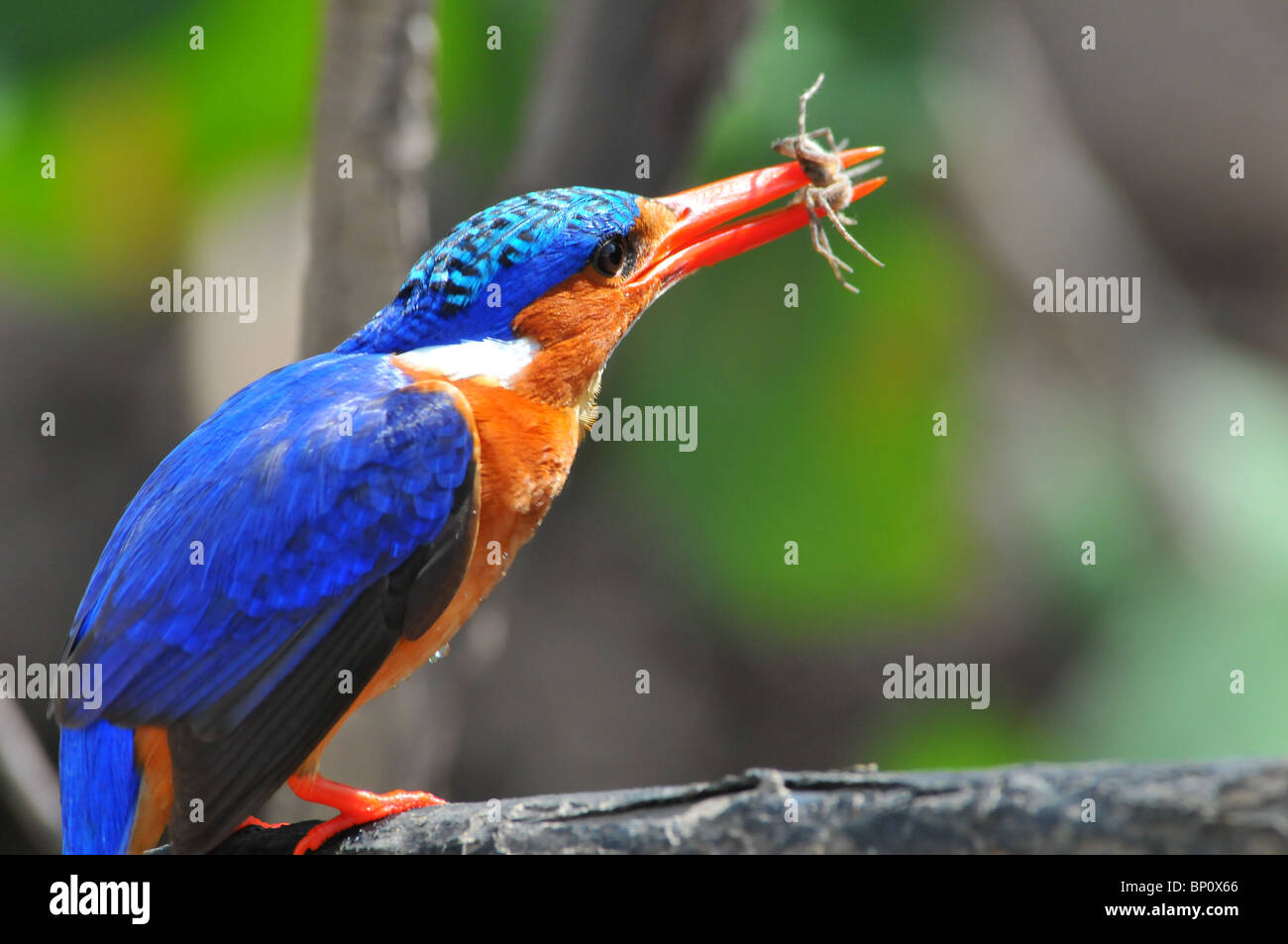 Malachit Kingfisher Holding Spinne, Selous Stockfoto
