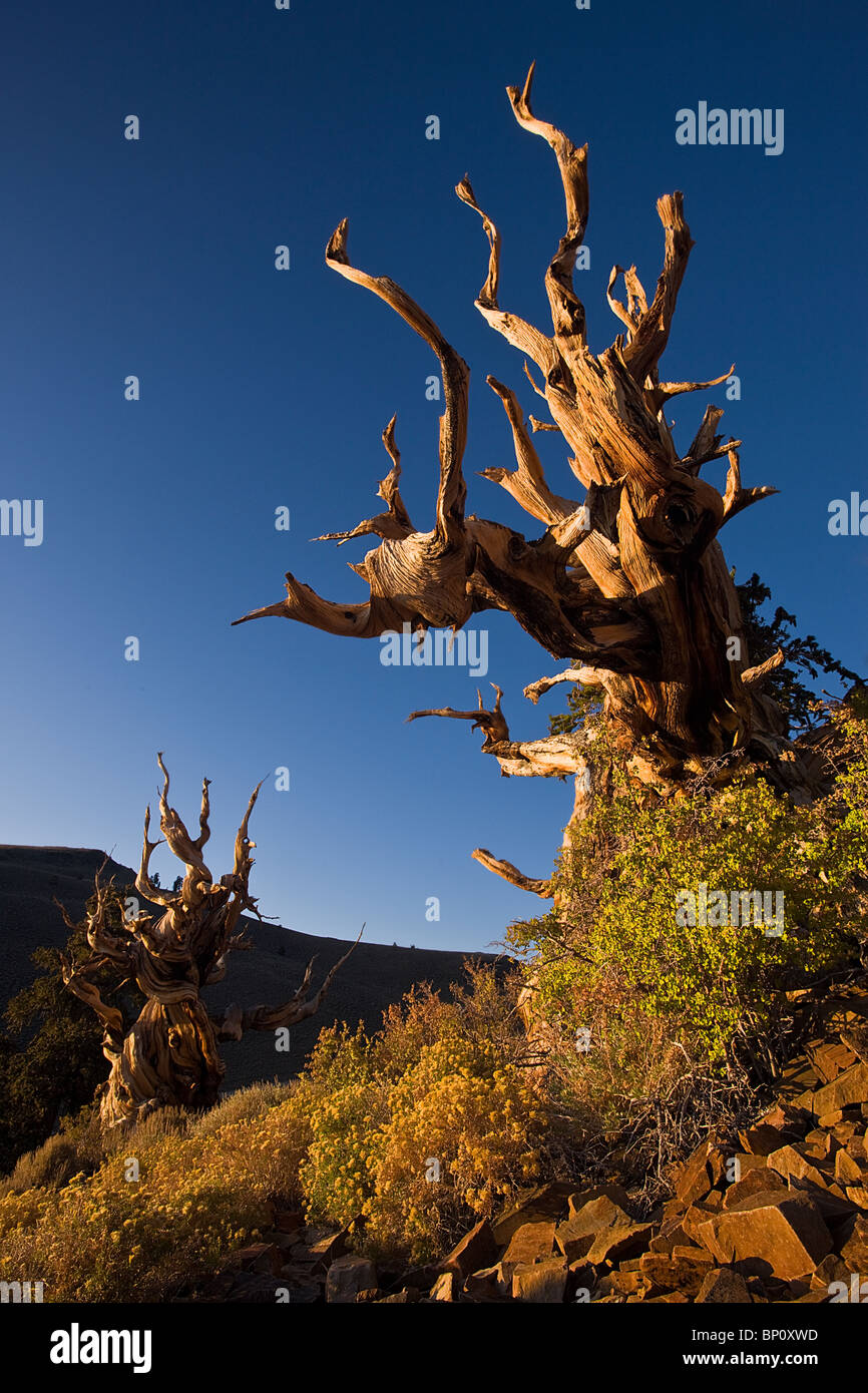 Alten Bristlecone Pines, WHite Mountains, Kalifornien, USA. Stockfoto
