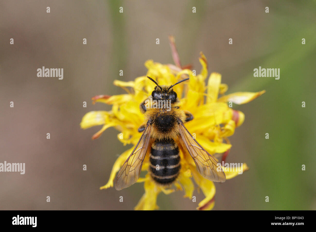 Dasypoda Hirtipes, Fütterung auf eine Blume. Dies ist ein behaarten Beinen Mining Bee, spezialisiert auf Asteraceae Stockfoto