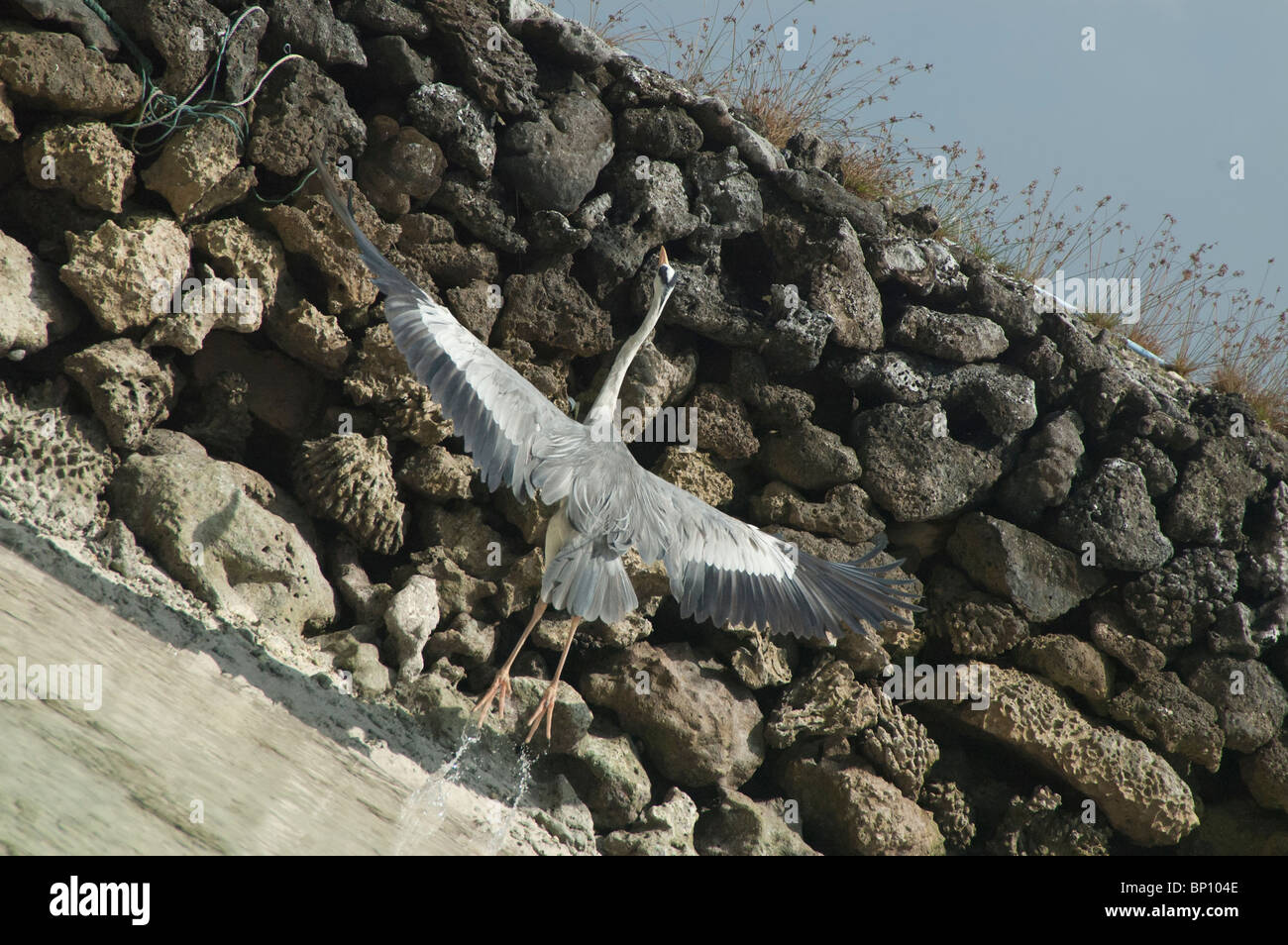 Heron Einnahme Flügel Stockfoto