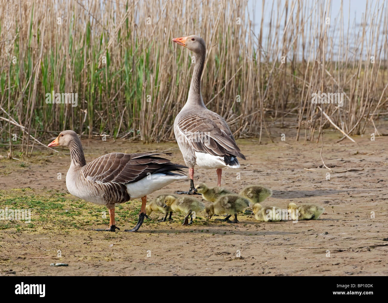 Graugans Gans (Anser Anser) Eltern und mehrere Gänsel laufen auf Schlamm, Cley Norfolk, East Anglia, England, UK, Europa Stockfoto