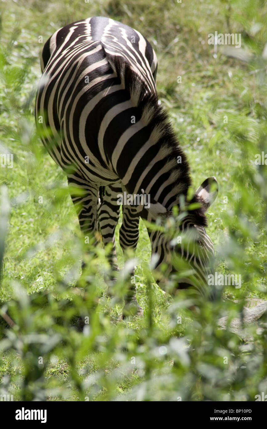 Zebra, Zoo, Pittsburgh PA Stockfoto