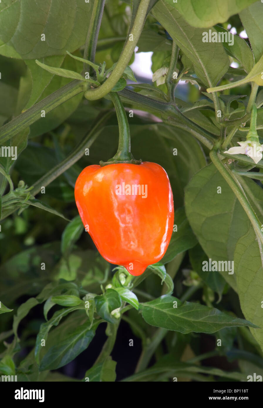 Habanero Chili Pflanze mit Pfeffer Stockfoto