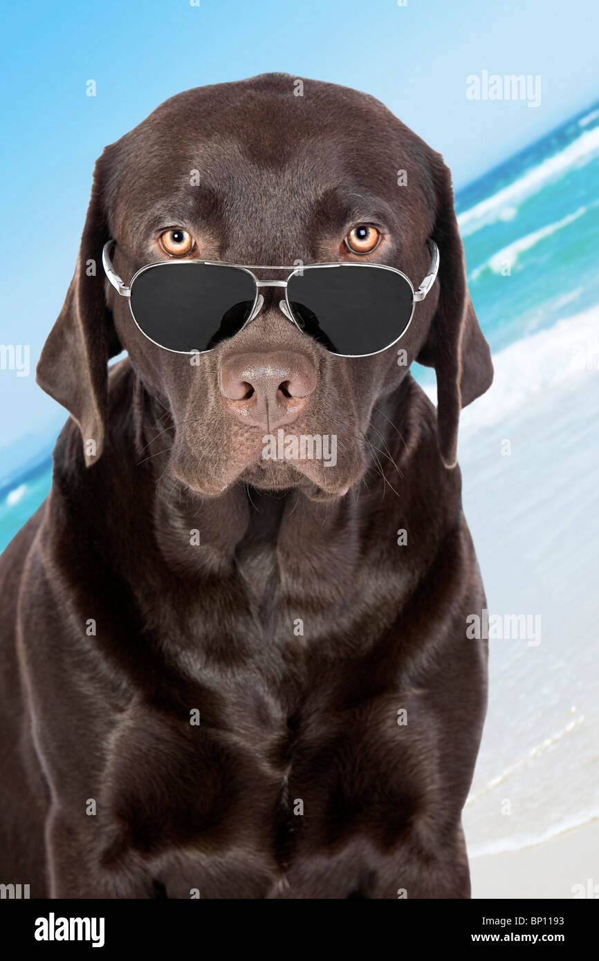 Schuss einen sehr Cool Chocolate Labrador in Pilotenbrille am Strand Stockfoto