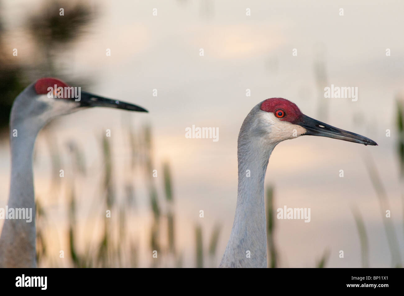 Florida Sandhill Kran Stockfoto