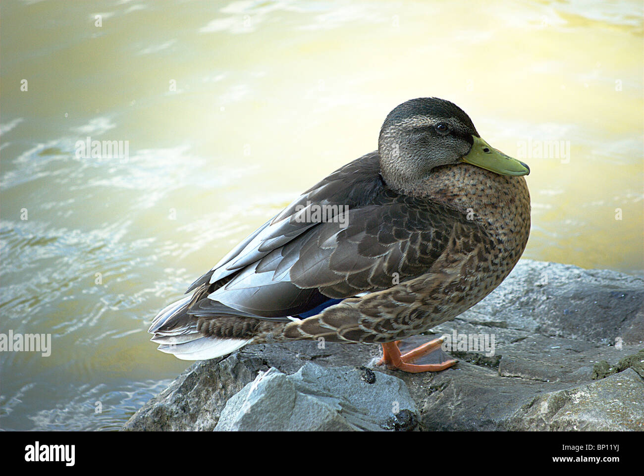 Stockente Henne stehen auf Felsen. Stockfoto