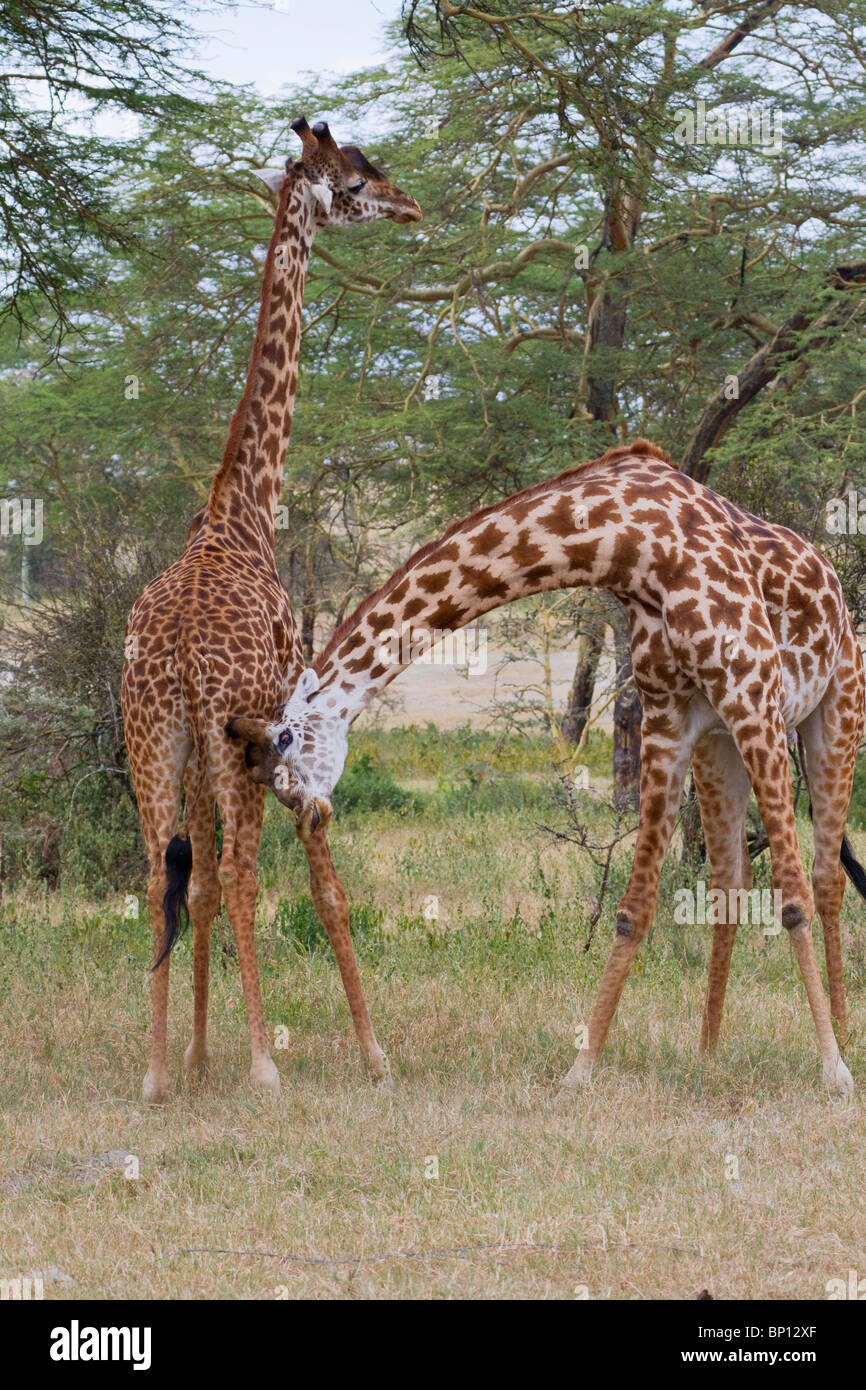 Masai Giraffen (Giraffa tippelskirchi) spielen Kampf, Zentralkenia. Stockfoto