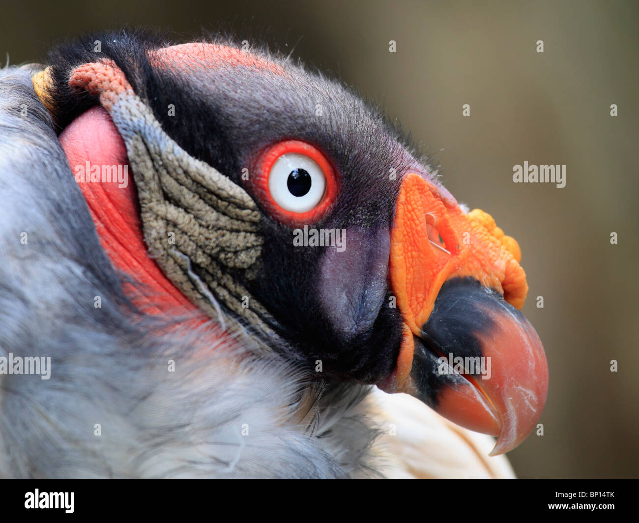 Deutschland, Berlin Zoo, king Geier, Sarcoamphus Papa Stockfoto
