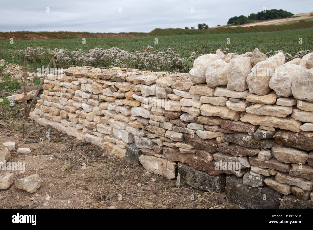 Wiederherstellung der beschädigten Cotswold Steinmauer in der Nähe von Winchcombe UK Stockfoto