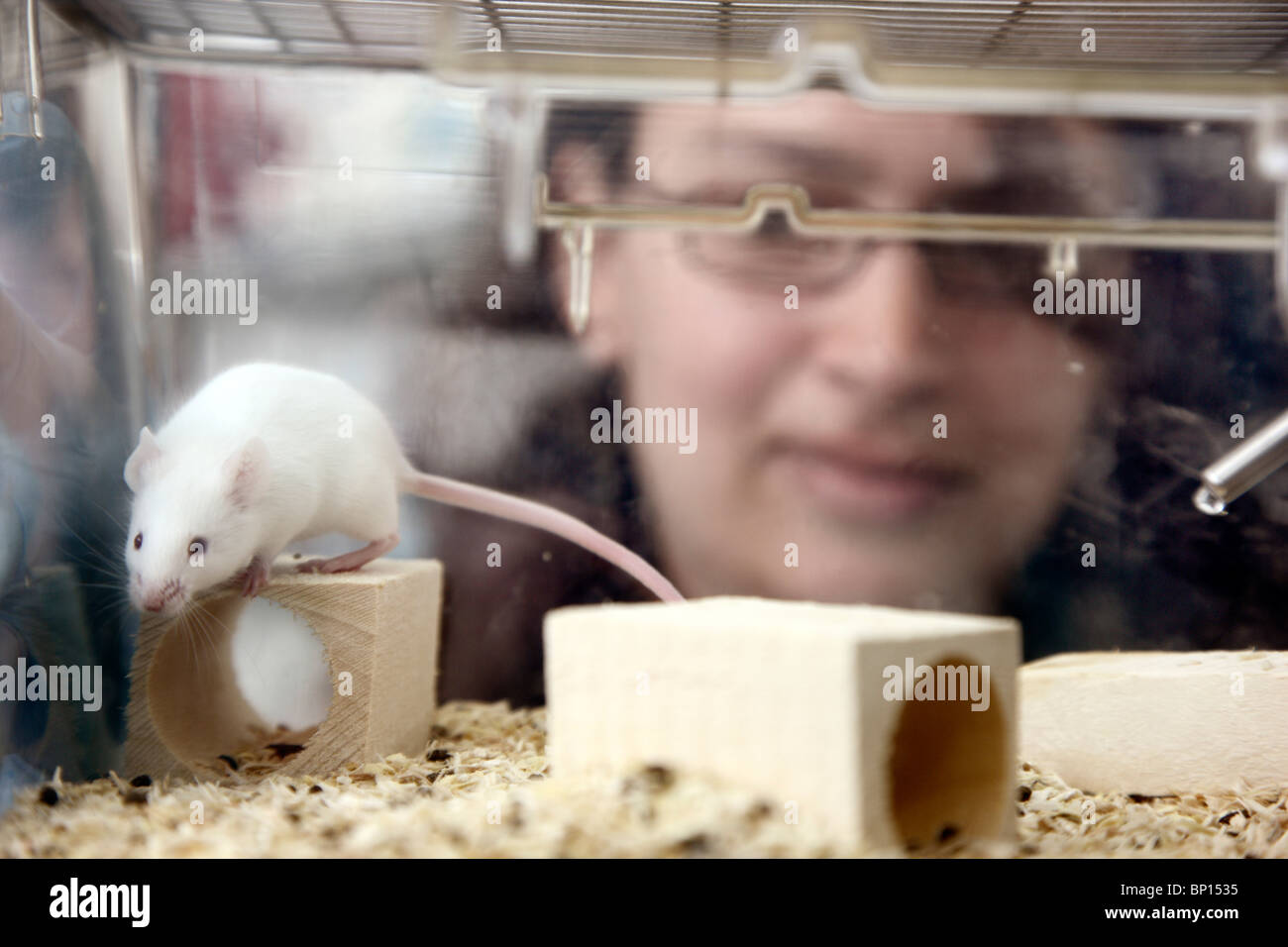 Biotechnologie-Labor. Maus für Tierversuch. DNA, Krebsforschung. Stockfoto