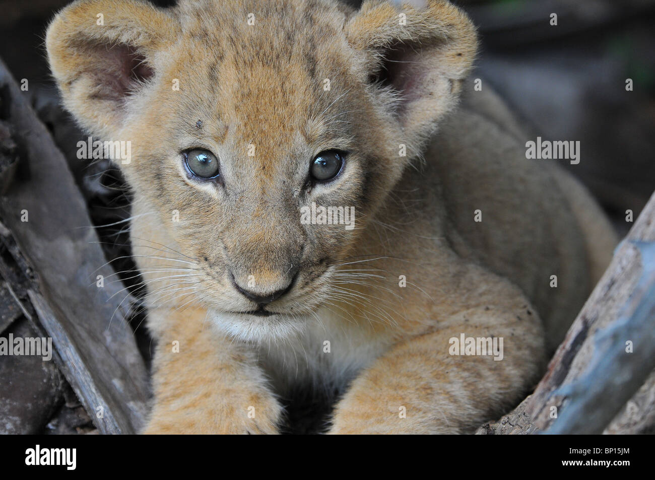 Blick aus der Höhle, Selous Löwenjunges Stockfoto