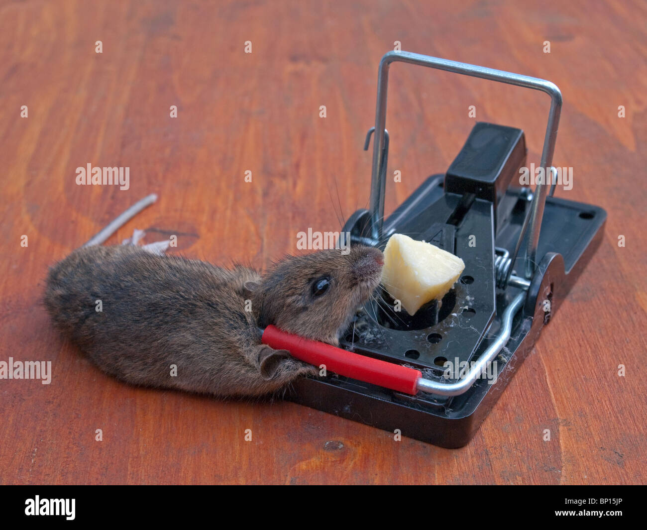 Tote Maus in Mausefalle Stockfoto