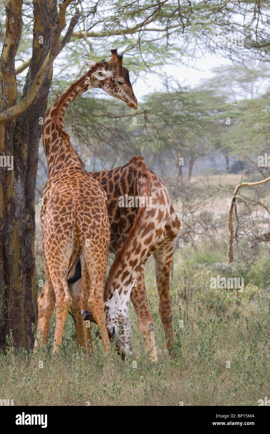 Maasai Giraffen ( (Giraffa tippelskirchi) ) spielen in Zentralkenia. Stockfoto