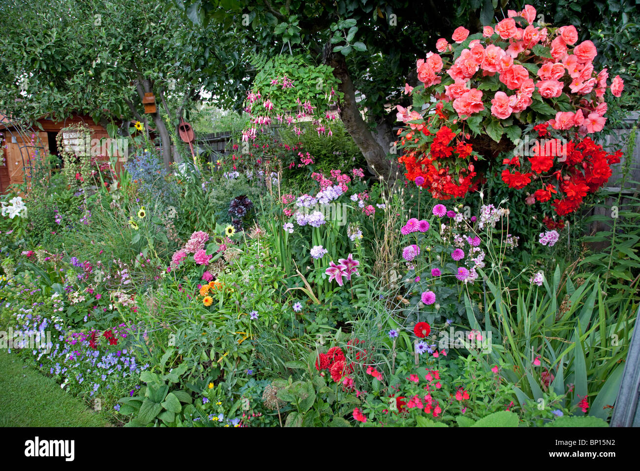 Farbige Darstellung von Blumen im Garten des kleinen Bungalow Cheltenham UK Stockfoto