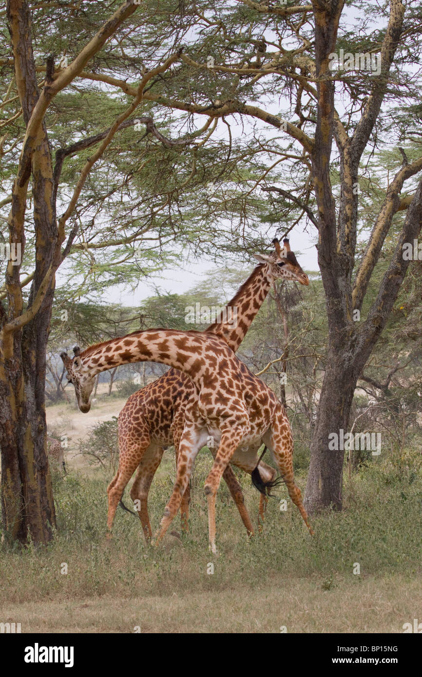 Masai Giraffen (Giraffa tippelskirchi) spielen Kampf, Zentralkenia. Stockfoto