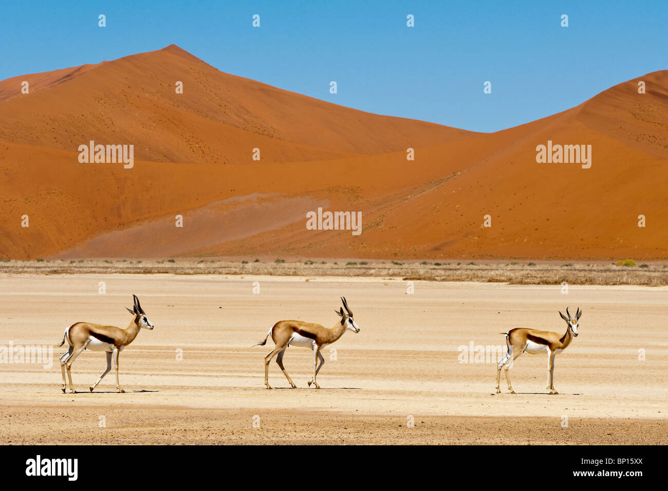 Springbocks Antidorcas Marsupialis in Namibia Naukluft Park Sossusvlei Stockfoto