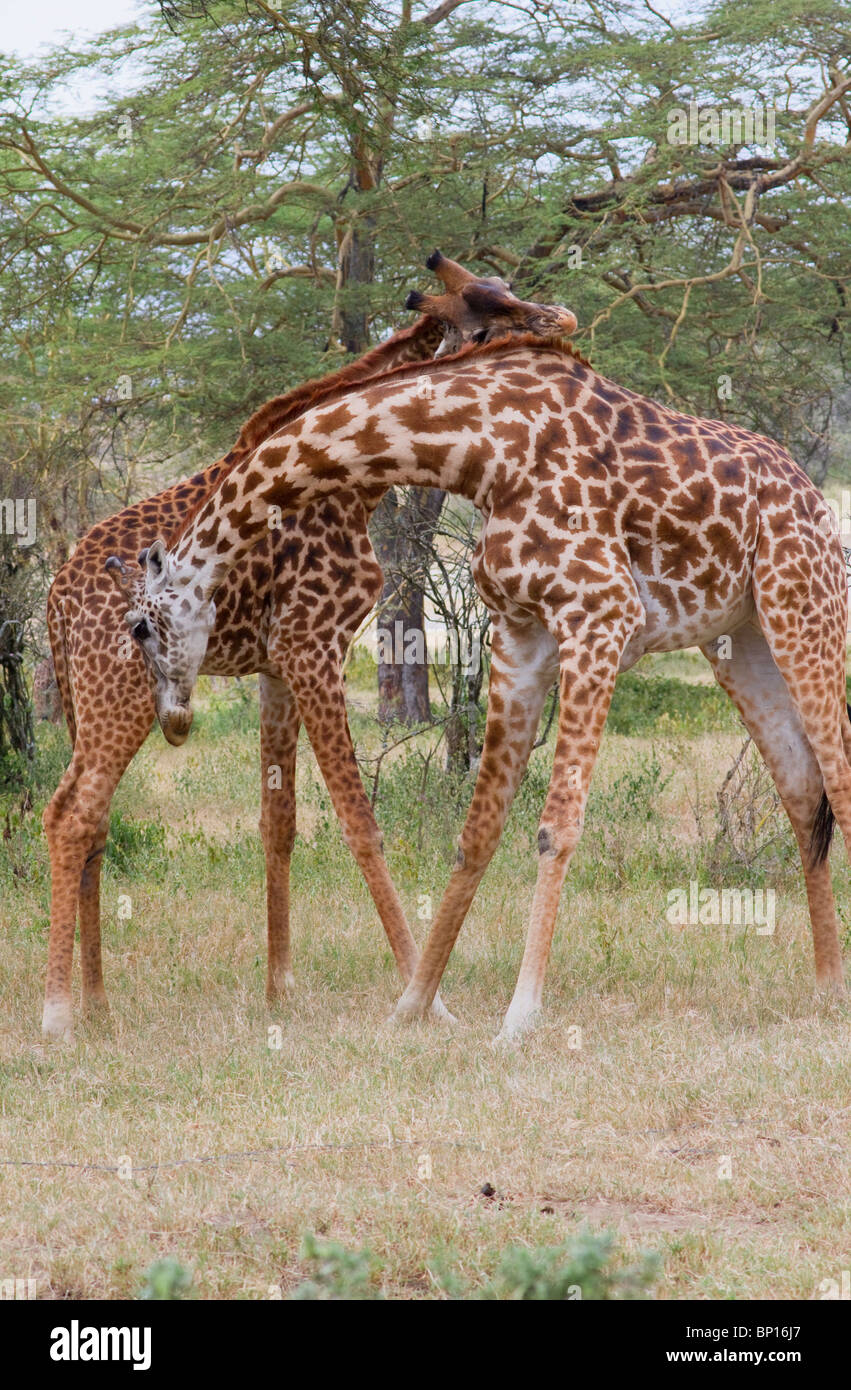 Masai Giraffen (Giraffa tippelskirchi) spielen Kampf, Zentralkenia. Stockfoto