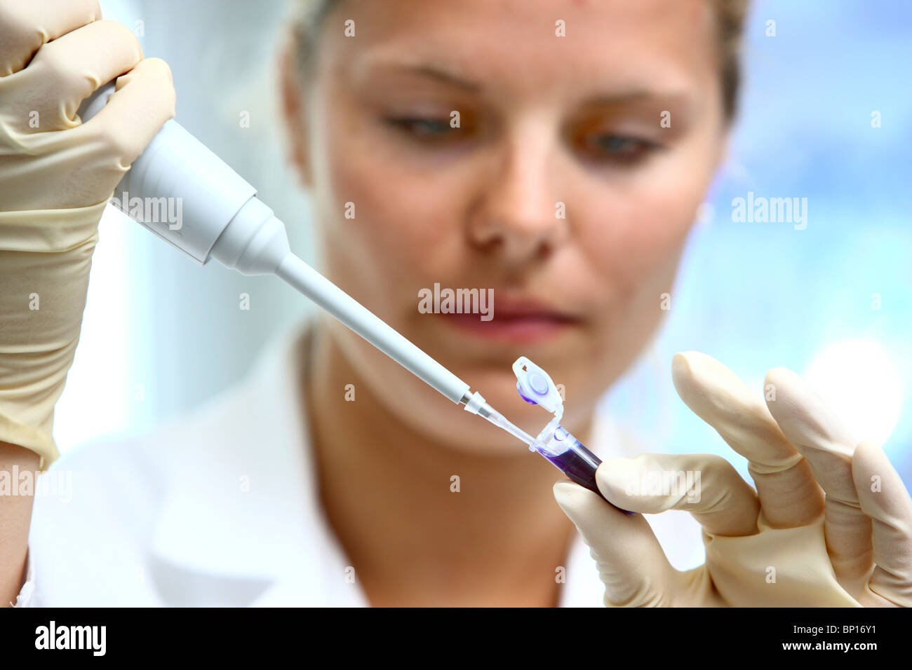 Biotechnologie-Labor. Laboranten arbeiten in einem chemischen Labor. Pipettieren von Chemikalien für die DNA-Analyse. Stockfoto