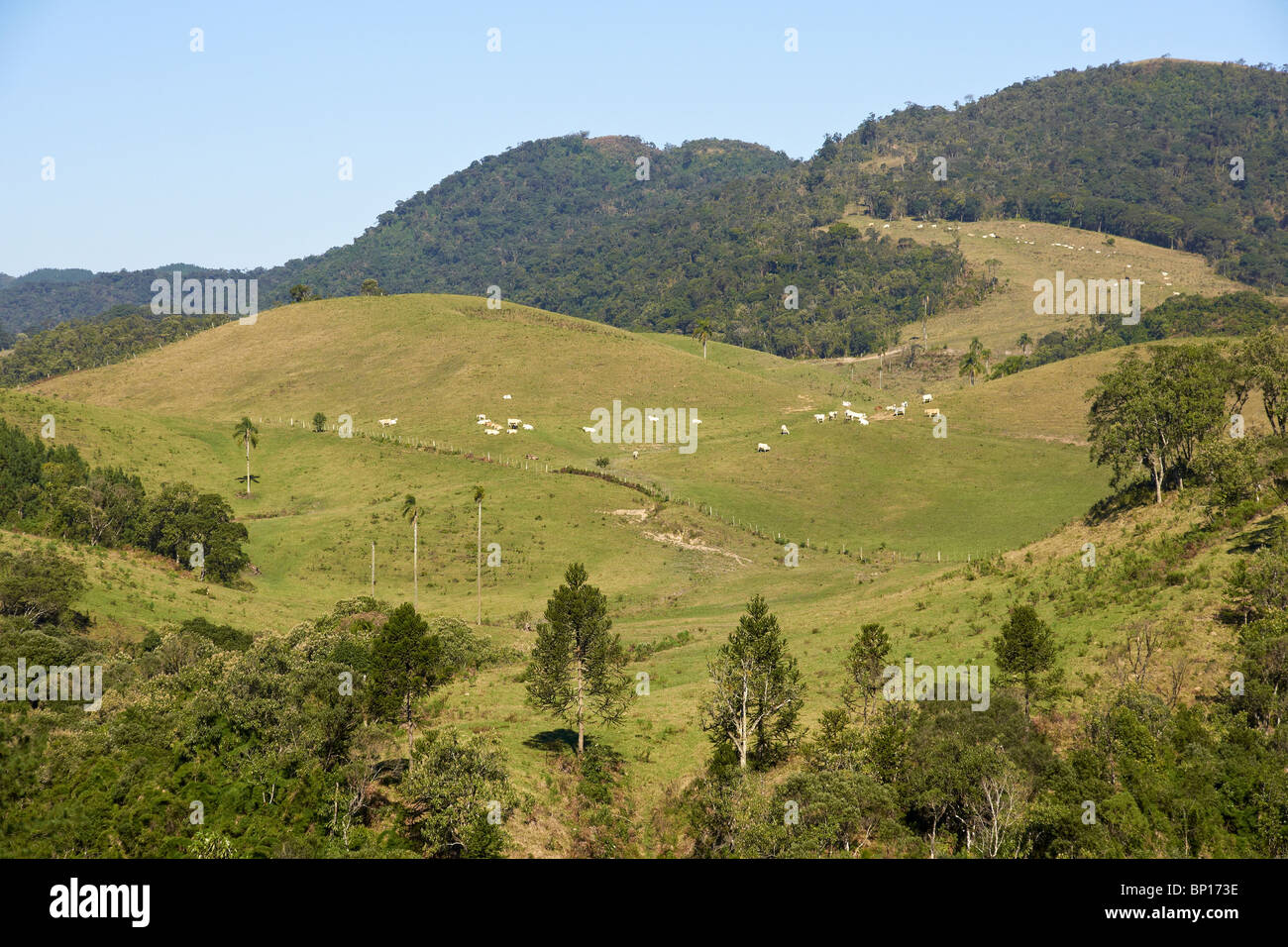 Hochland von nördlichen Santa Catarina Stockfoto