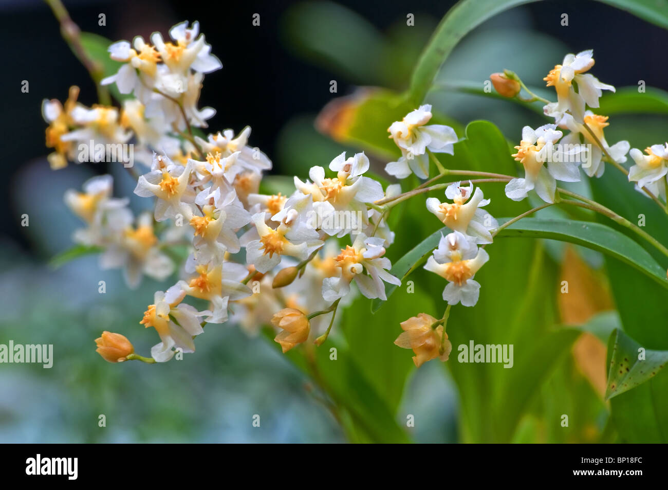 Dieses Bild ist der seltene Vanille Orchideen (Orchidaceae) in einer Nahaufnahme Makro-Foto mit dem Hintergrund bewusst unscharf Stockfoto