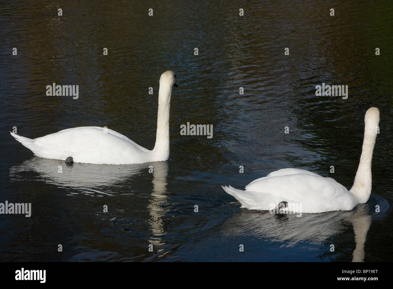 Ein paar Höckerschwäne auf See spiegelt sich im Wasser Stockfoto