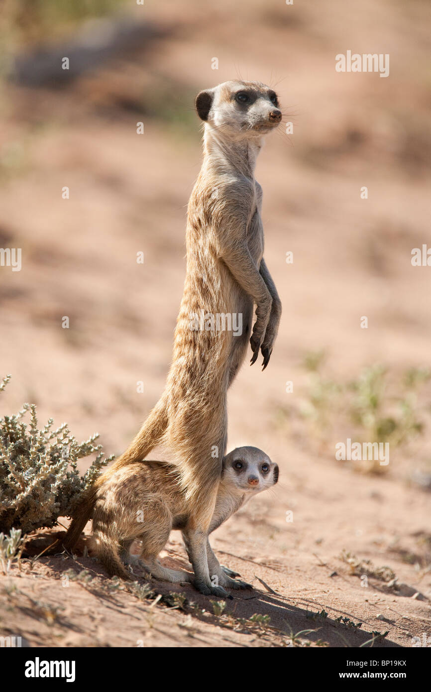 Erdmännchen Suricata Suricatta, mit jungen, Kgalagadi Transfrontier Park, Südafrika Stockfoto