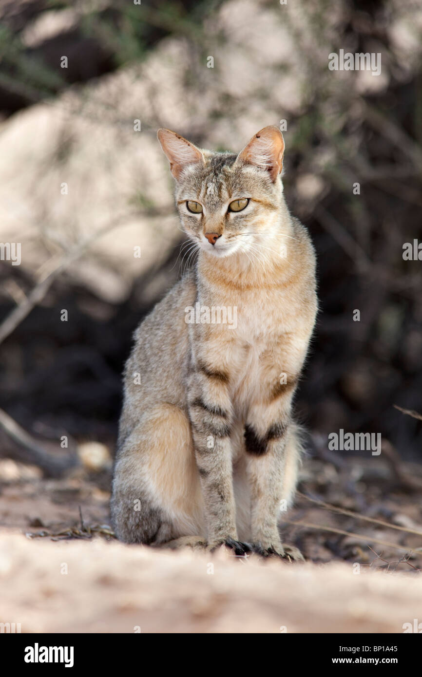 Afrikanische Wildkatze, Felis Lybica, Kgalagadi Transfrontier Park, Südafrika Stockfoto