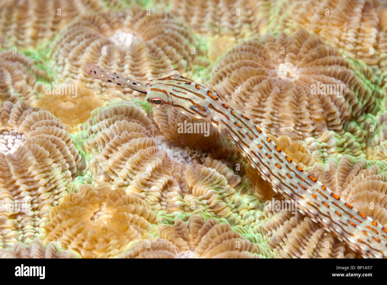 Orange-spotted Seenadeln, Corythoichthys Ocellatus, Lembeh Strait, Sulawesi, Indonesien Stockfoto