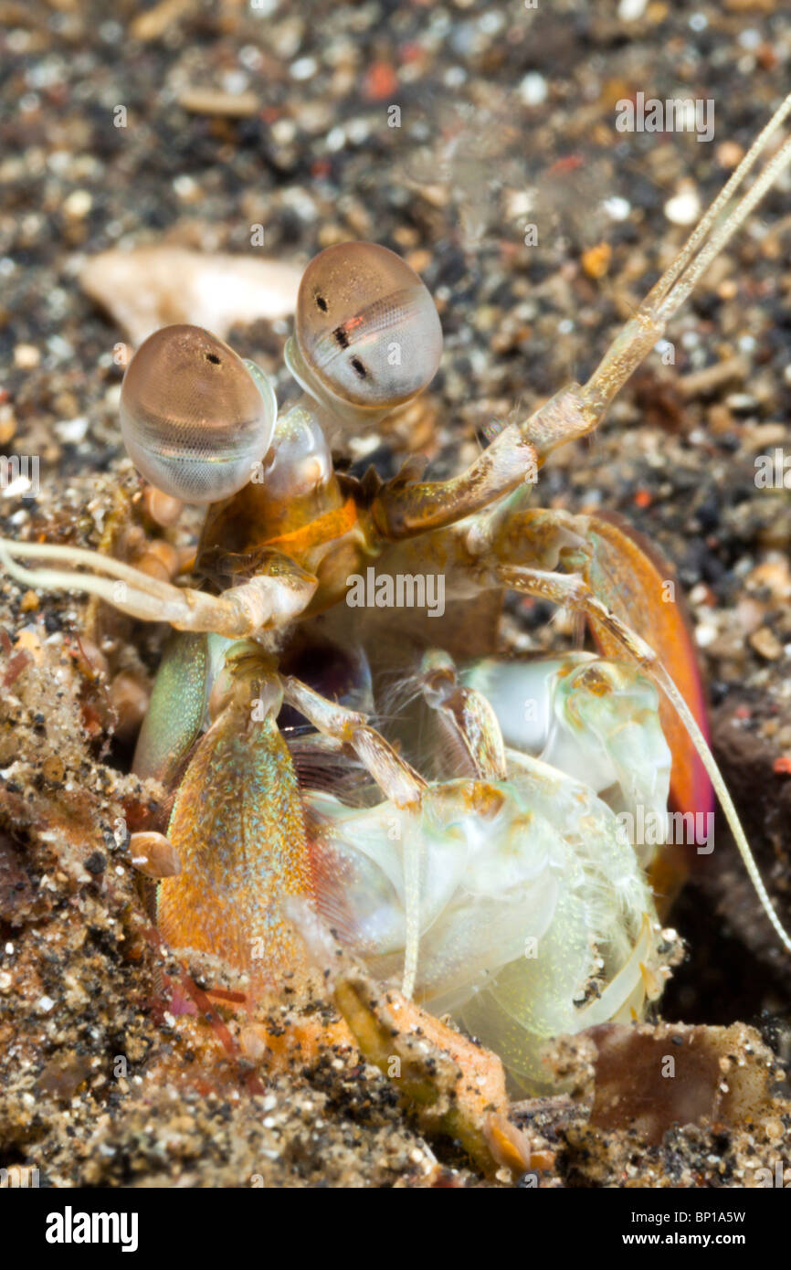 Fangschreckenkrebse, Odontodactylidae SP., Lembeh Strait, Sulawesi, Indonesien Stockfoto