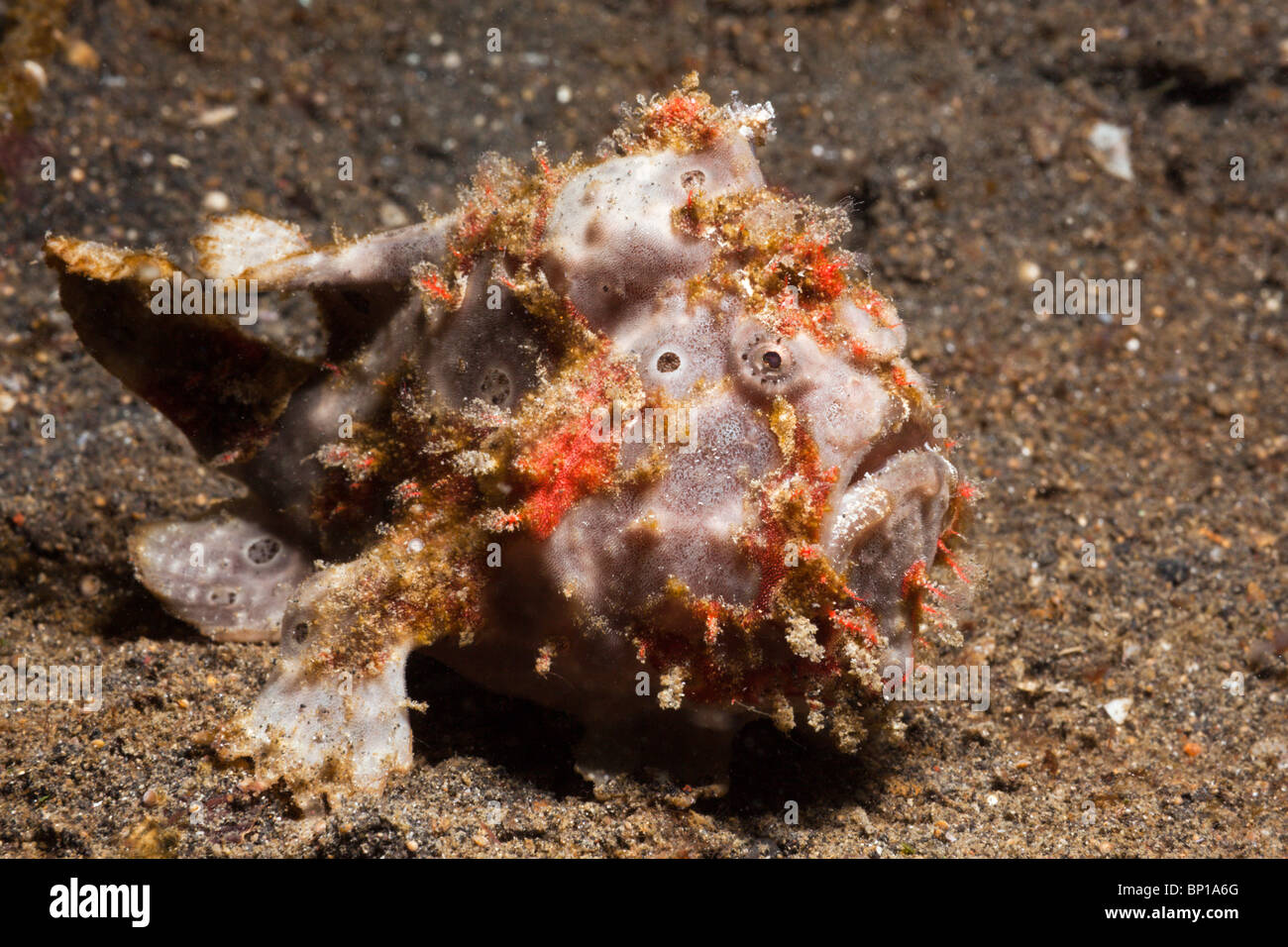 Anglerfische, entdeckt Antennarius Pictus, Lembeh Strait, Sulawesi, Indonesien Stockfoto