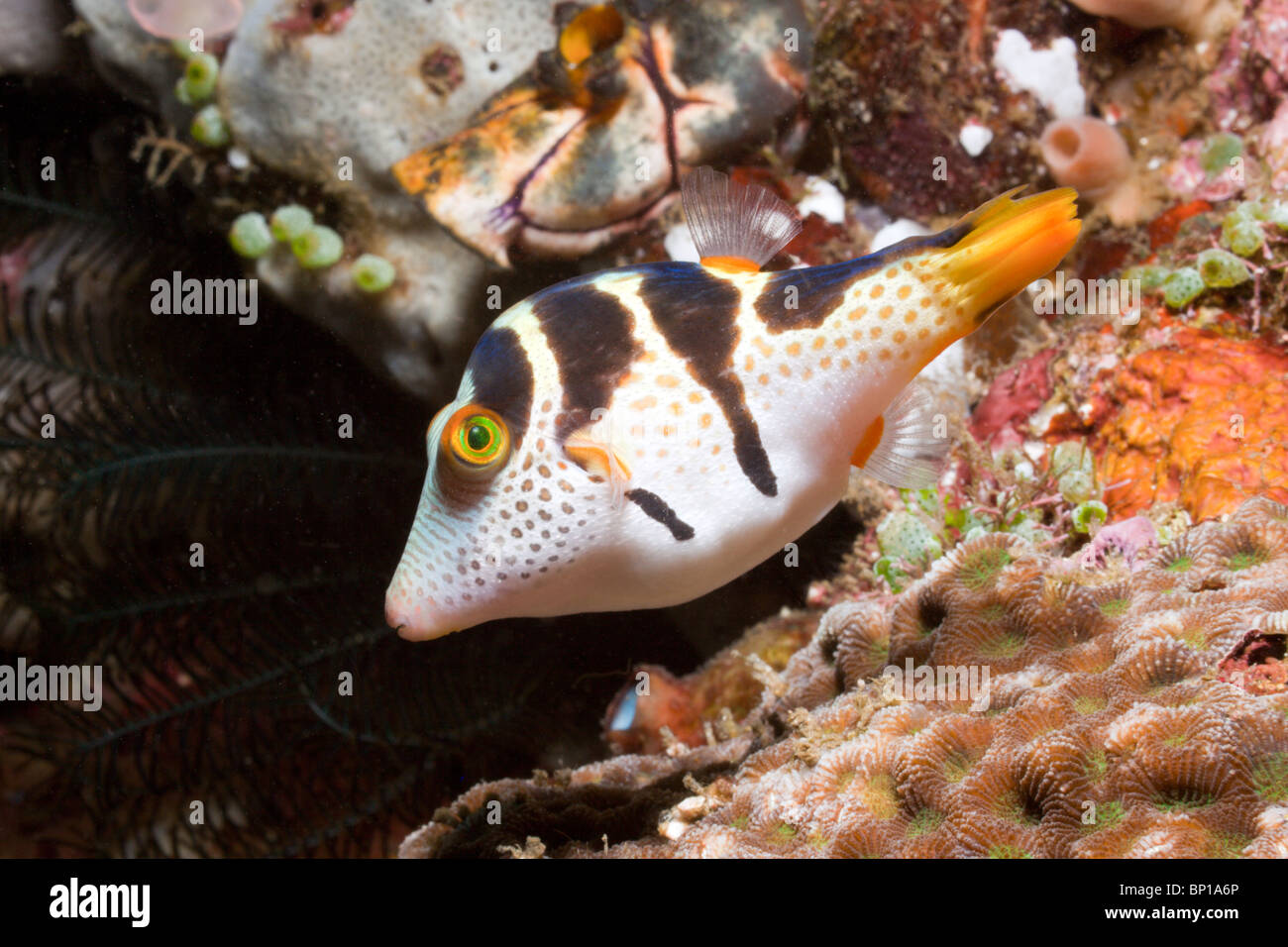 Schwarz-gesattelt Kugelfisch Canthigaster Valentini, Lembeh Strait, Sulawesi, Indonesien Stockfoto