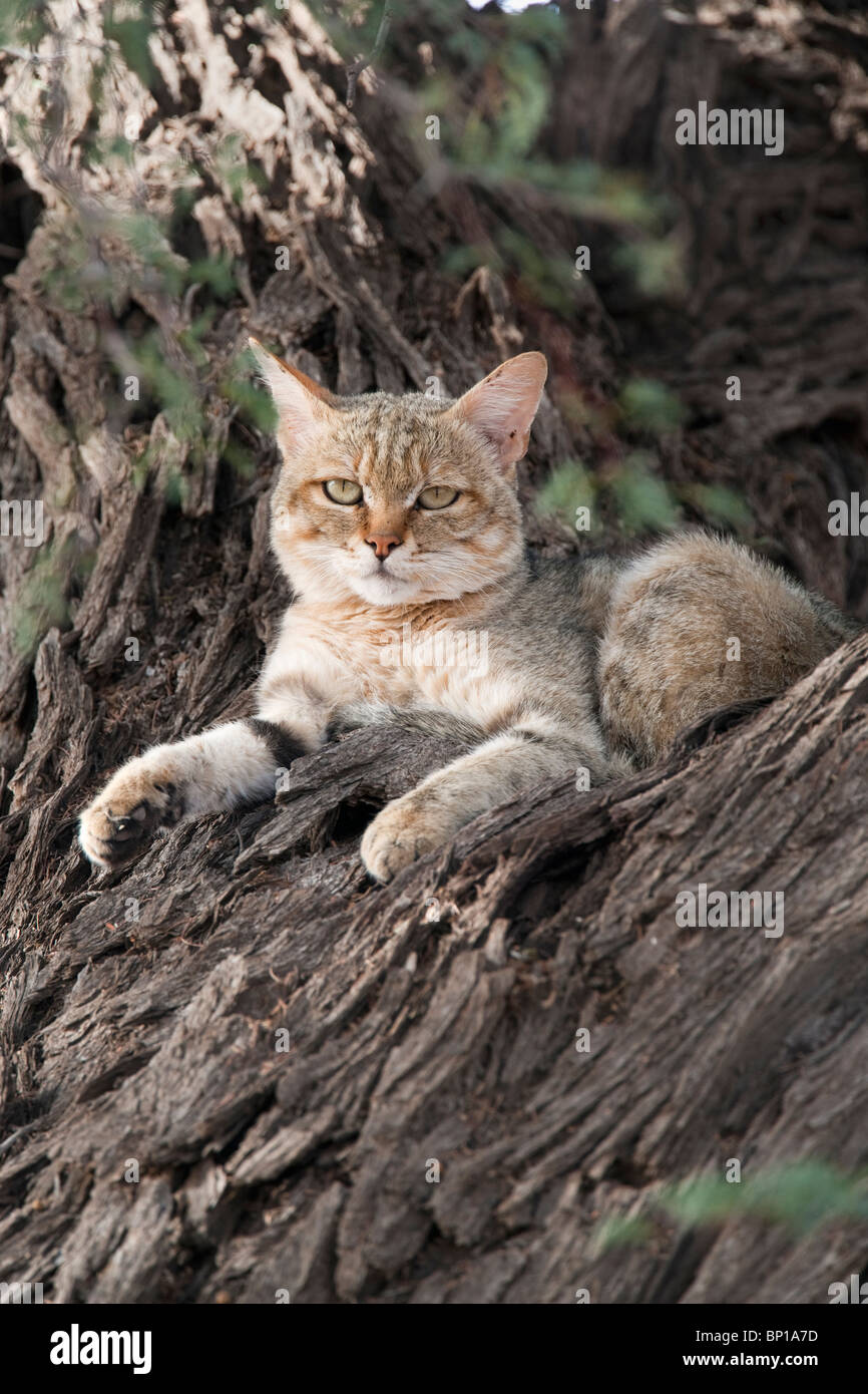 Afrikanische Wildkatze, Felis Lybica, Kgalagadi Transfrontier Park, Südafrika Stockfoto