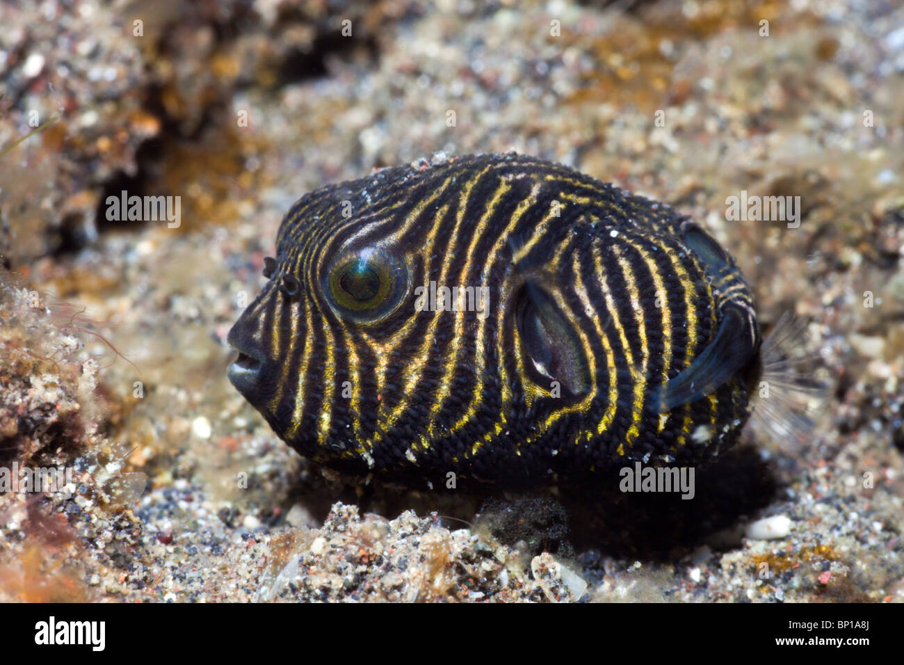 Juvenile Stern-Kugelfisch, Arothron Stellatus, Lembeh Strait, Sulawesi, Indonesien Stockfoto