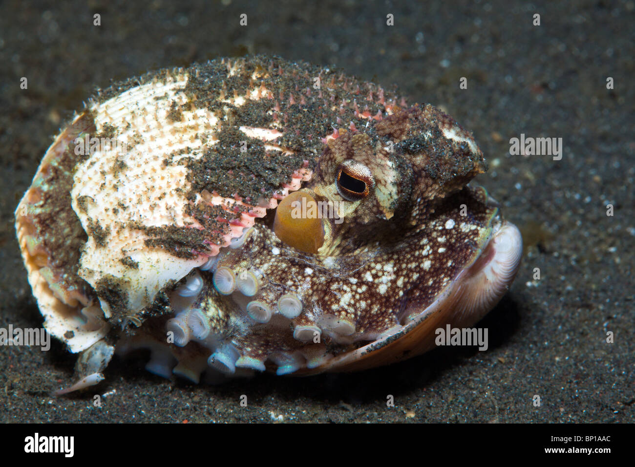 Kokosnuss Oktopus versteckt in der Schale, Octopus Marginatus, Lembeh Strait, Sulawesi, Indonesien Stockfoto