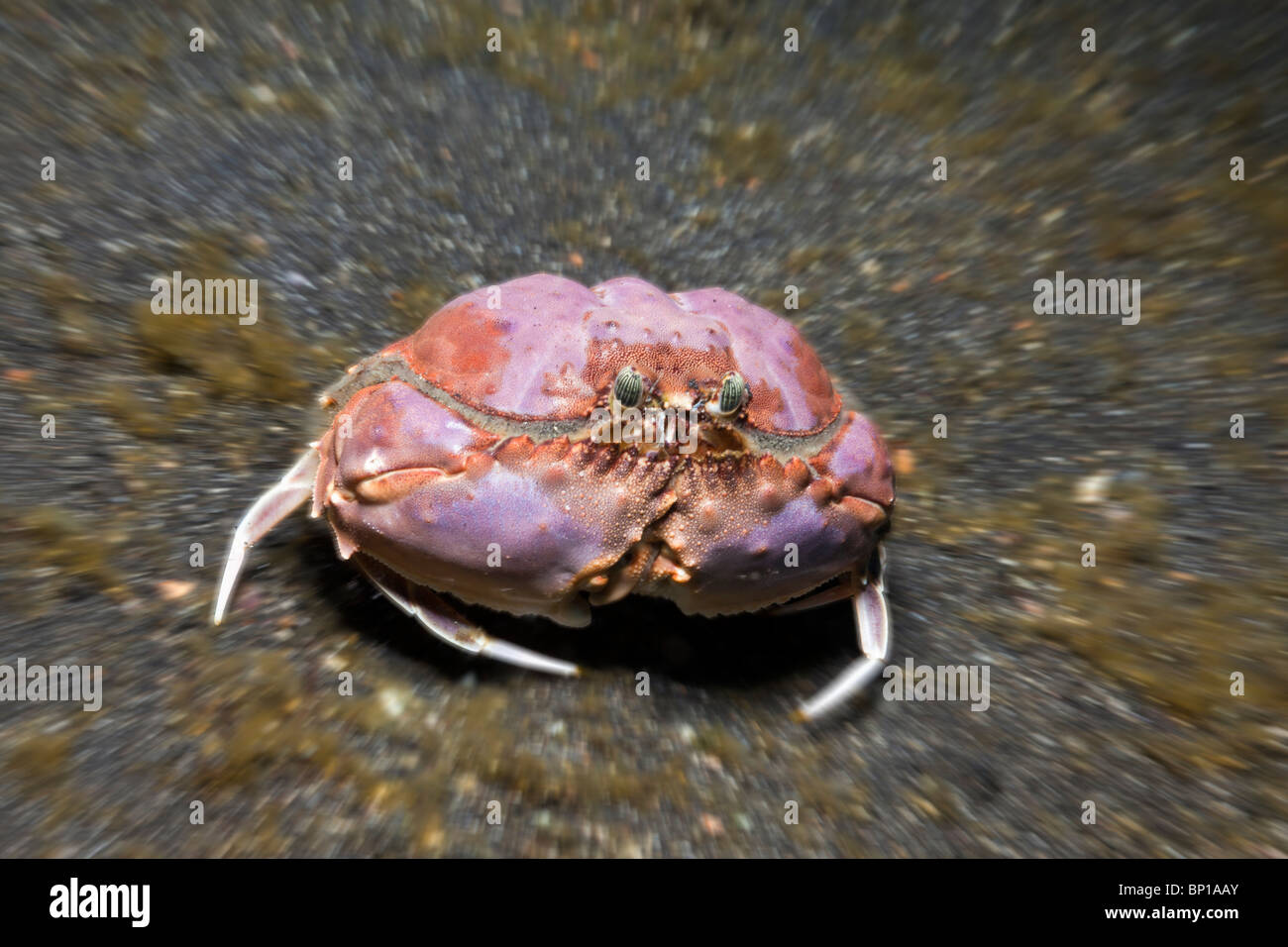 Box-Krabbe, Calappa Calappa, Lembeh Strait, Sulawesi, Indonesien Stockfoto