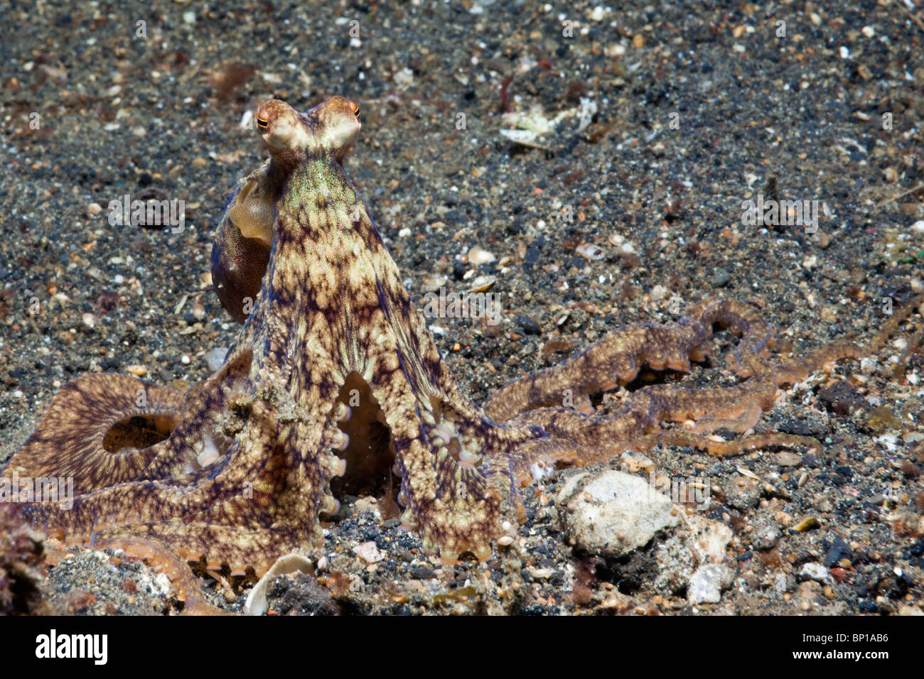 Longarm-Krake, Octopus Defilippi, Lembeh Strait, Sulawesi, Indonesien Stockfoto