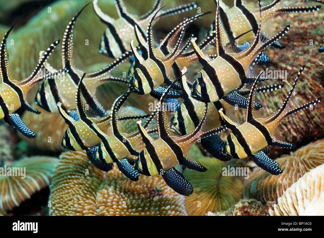 Banggai Cardinalfish, Pterapogon Kauderni, Lembeh Strait, Sulawesi, Indonesien Stockfoto