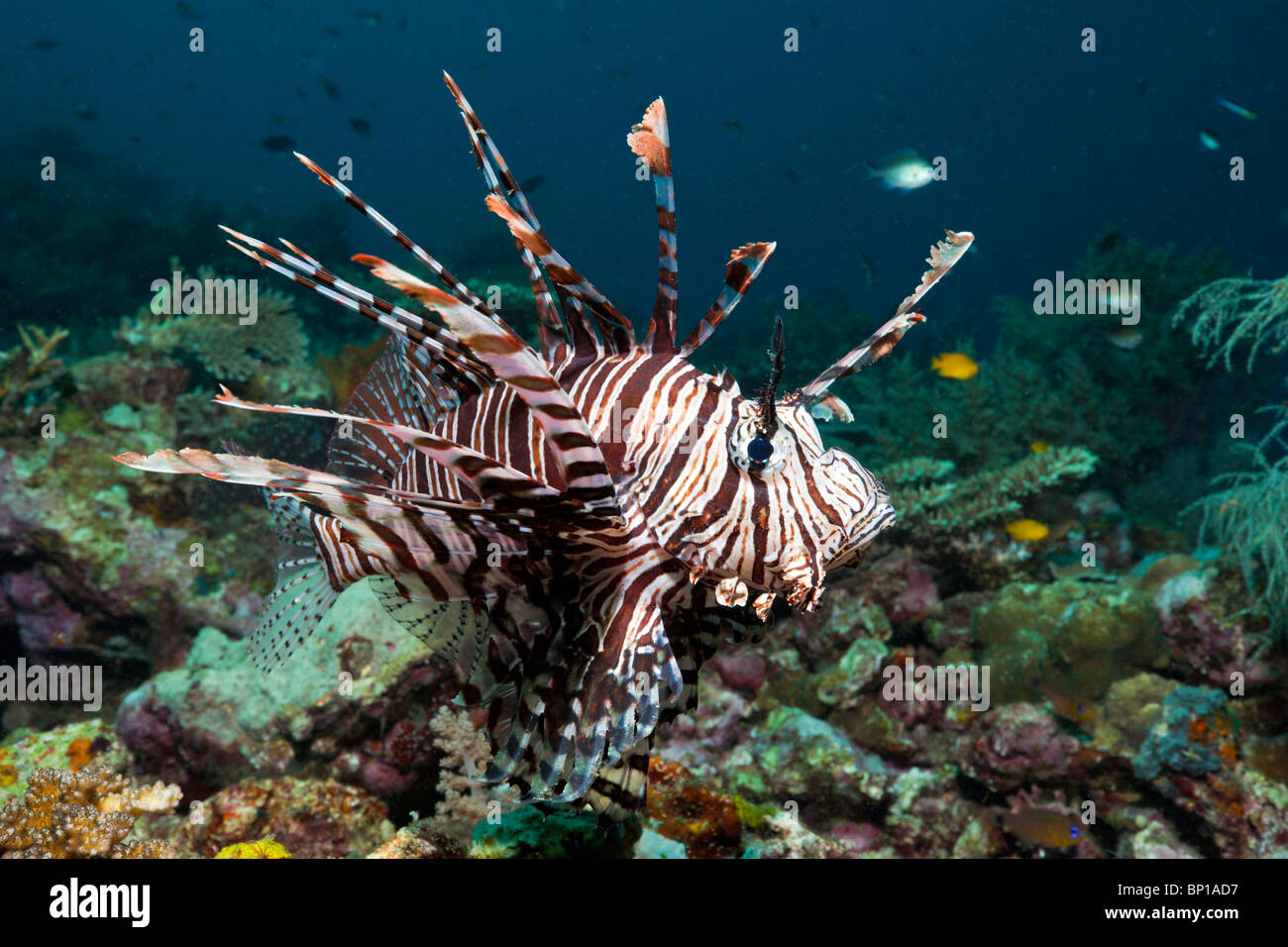 Rotfeuerfisch Pterois Volitans, Raja Ampat, Indonesien Stockfoto