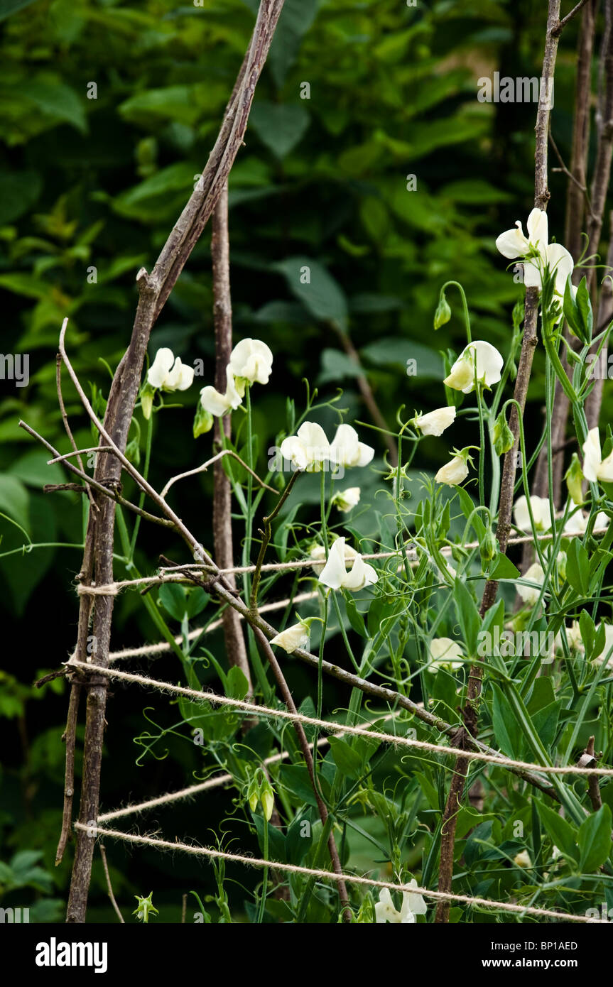Cremige weiße süße Erbsen mit Zweige / Sticks und Zeichenfolge verwendet als Unterstützung - in einem britischen Garten wachsen. Stockfoto