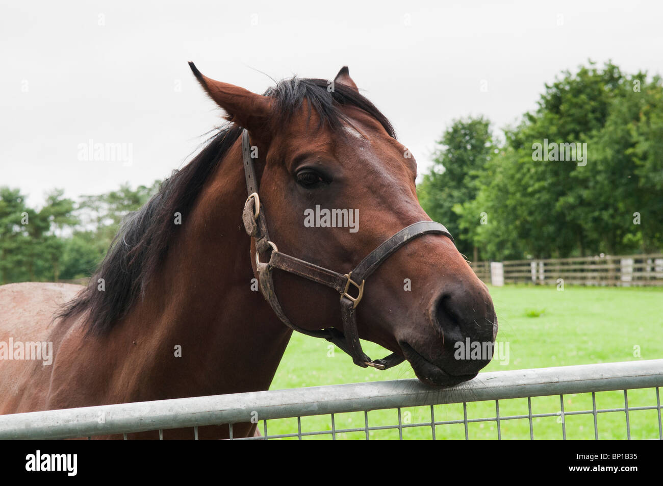 Champion Rennpferd "Art Connoisseur" an die Irish National Stud, Kildare Stockfoto