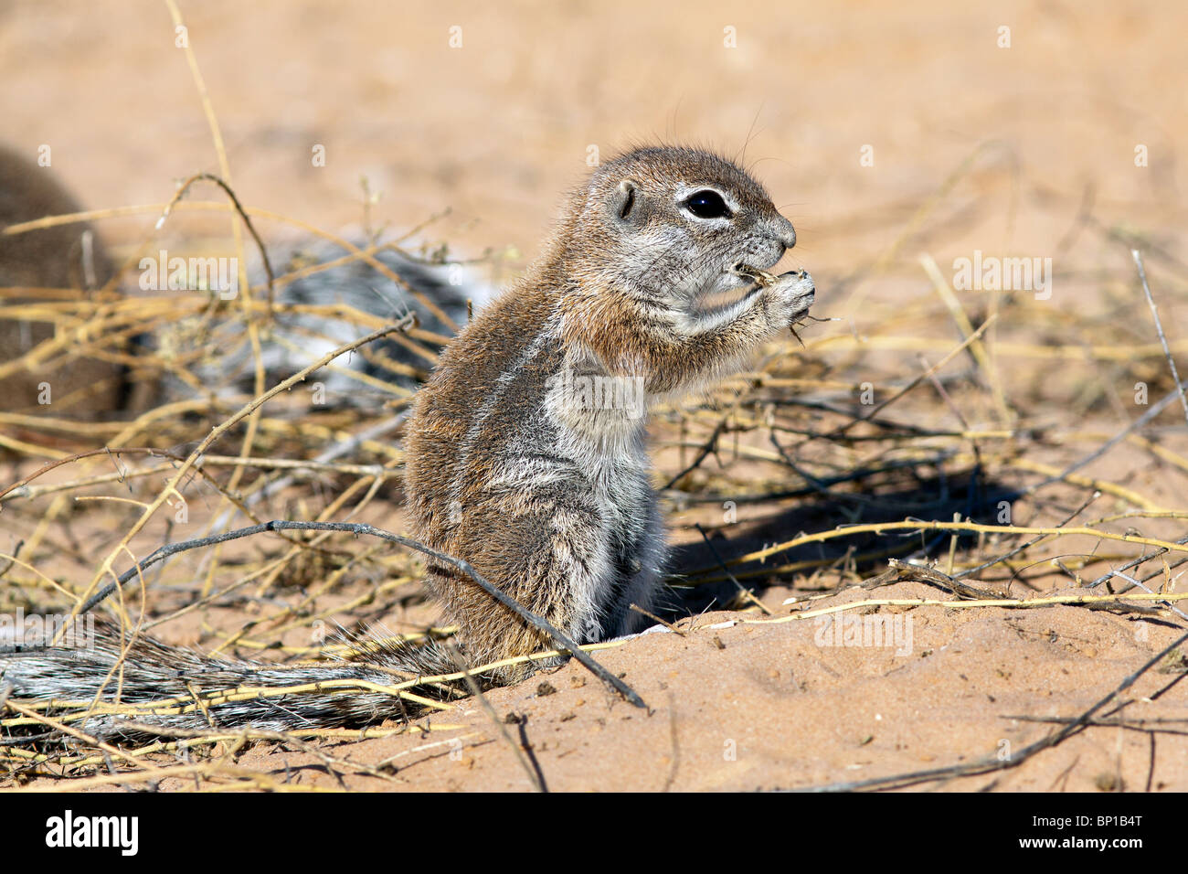 Kap-Erdhörnchen Xerus Inauris treten hauptsächlich in den trockenen, Halbwüsten Regionen des südlichen Afrika, vor allem in der Kalahari. Stockfoto