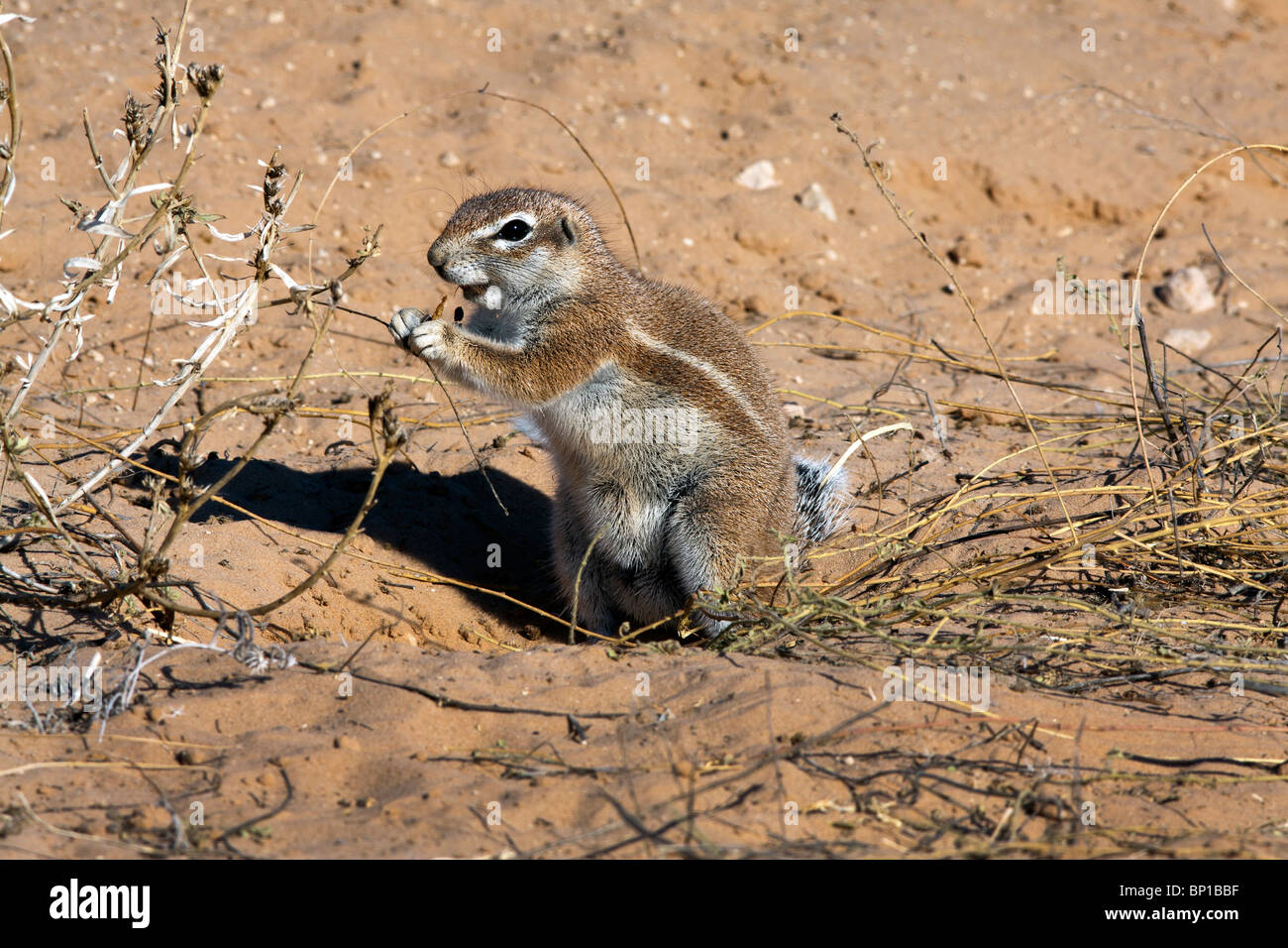 Kap-Erdhörnchen Xerus Inauris treten hauptsächlich in den trockenen, Halbwüsten Regionen des südlichen Afrika, vor allem in der Kalahari. Stockfoto