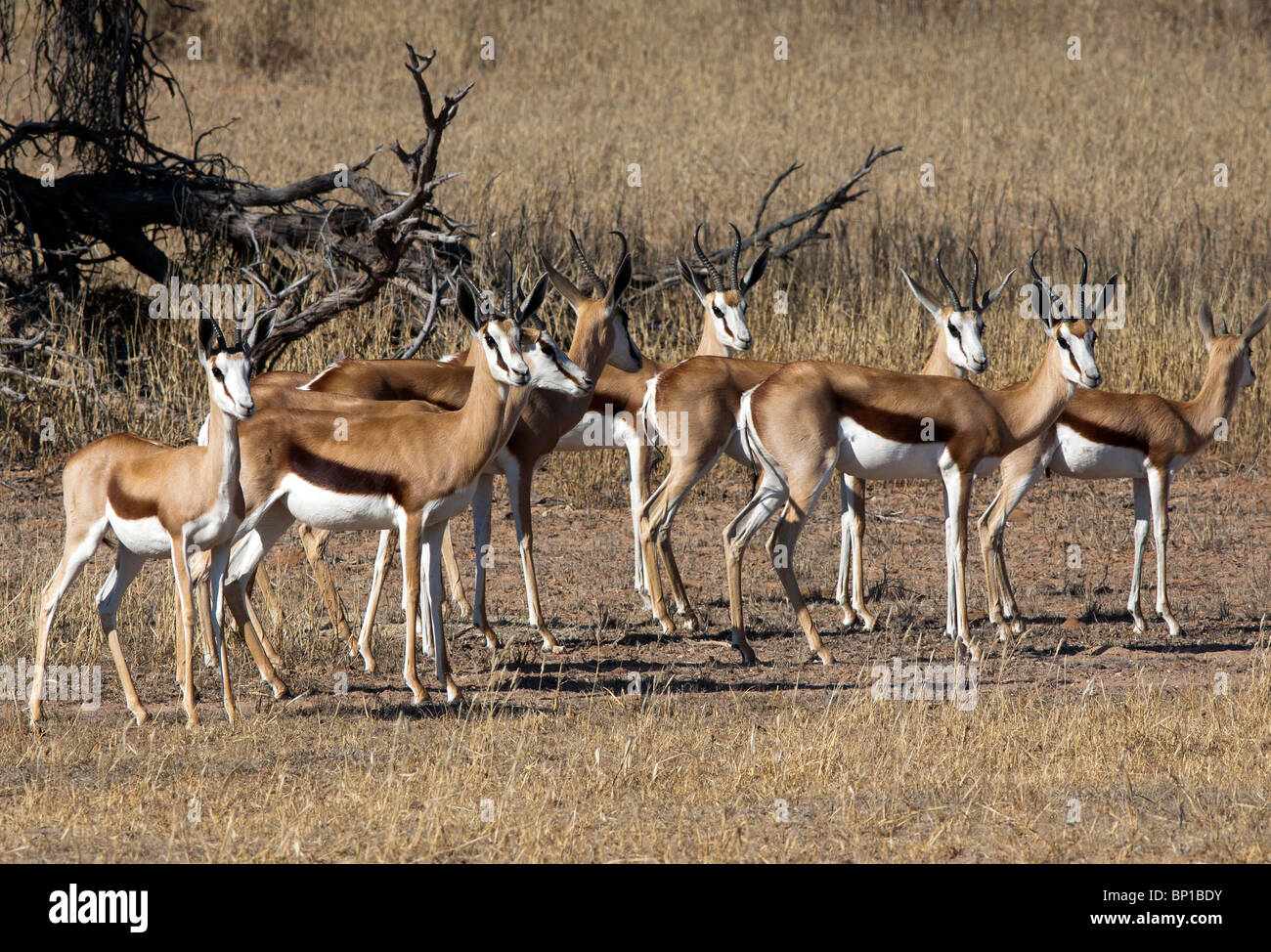 Springbok Antidorcas Marsupialis in den Kgalagadi Transfrontier Park in Südafrika und Botswana Stockfoto