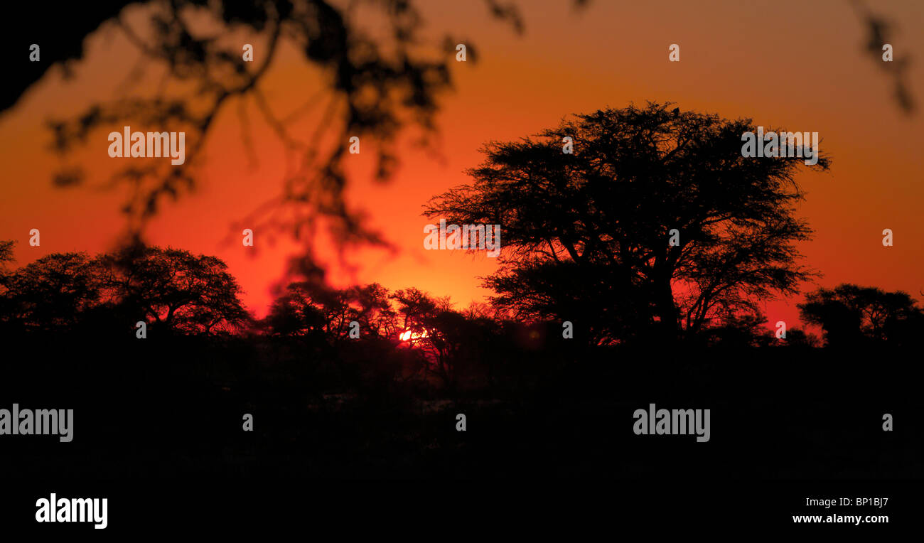 Sonnenuntergang im Kgalagadi Transfrontier Park in Südafrika und Botswana. Stockfoto
