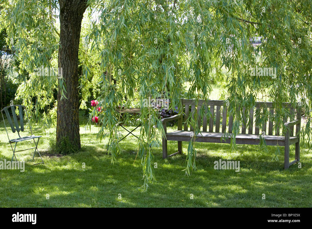 Trauerweide im Garten Stockfoto, Bild 30765894 Alamy