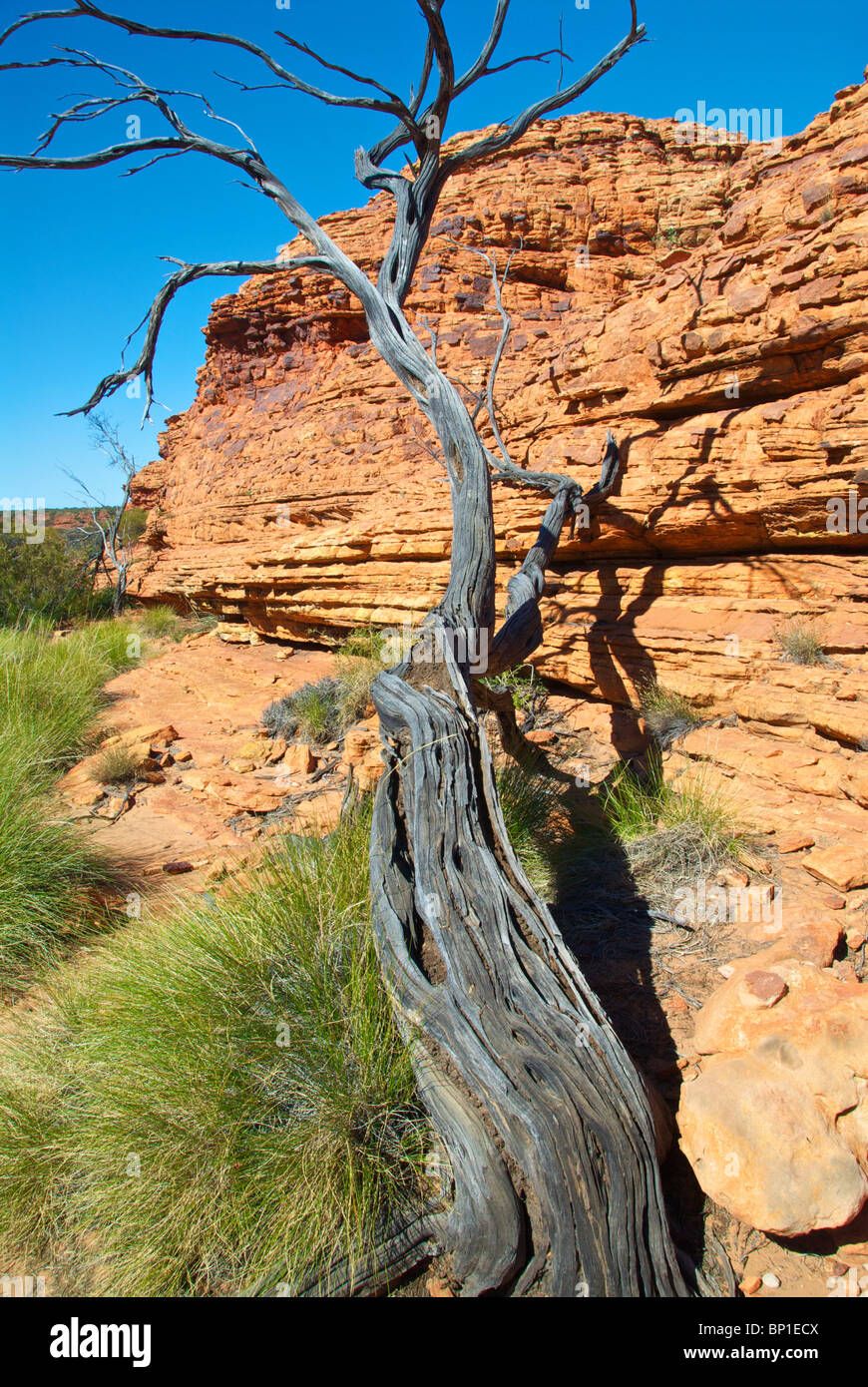 Kings Canyon verdreht toten Baum Stockfoto
