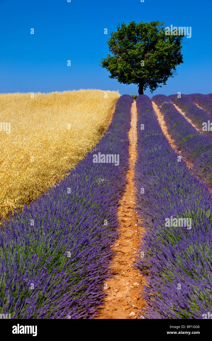 Einsamer Baum in einem Feld von Lavendel in der Nähe von Valensole, Provence Frankreich Stockfoto