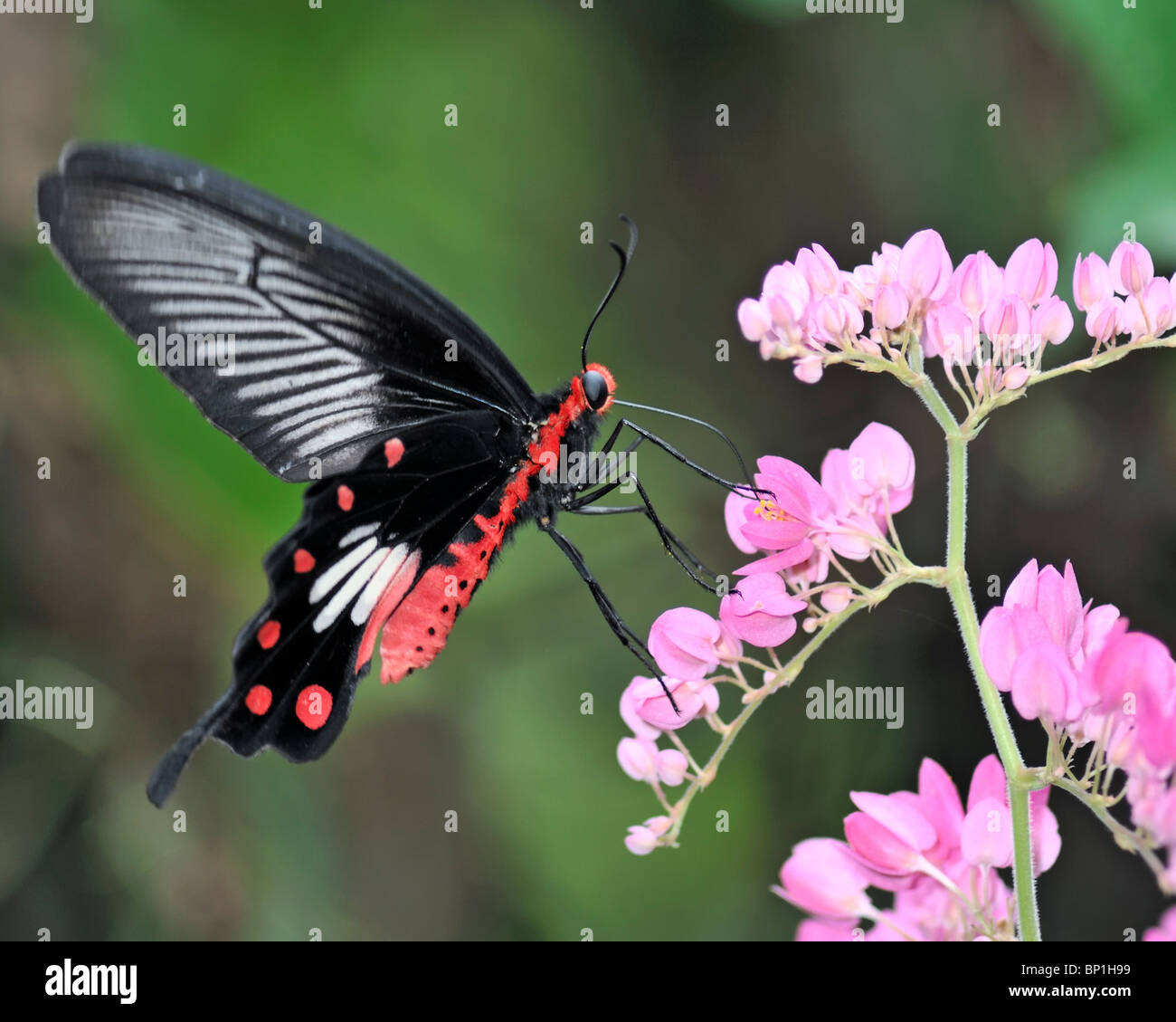 Gemeinsamen Rose Schmetterling fliegen in Richtung eine rosa Blume Bougainvillea - Pachliopta Aristolochiae Asteris Stockfoto