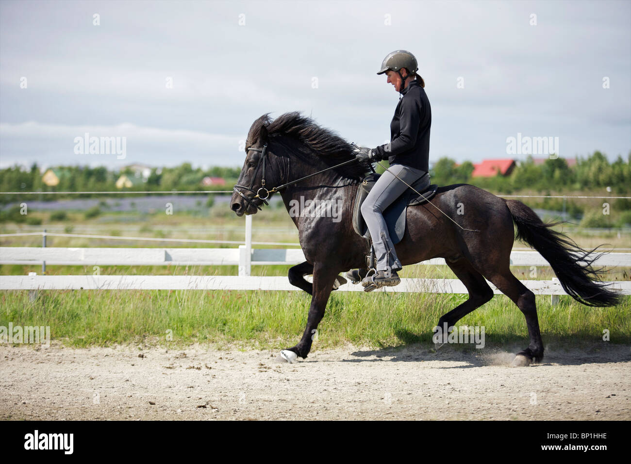 Islandpferd mit einem Fahrer Stockfoto